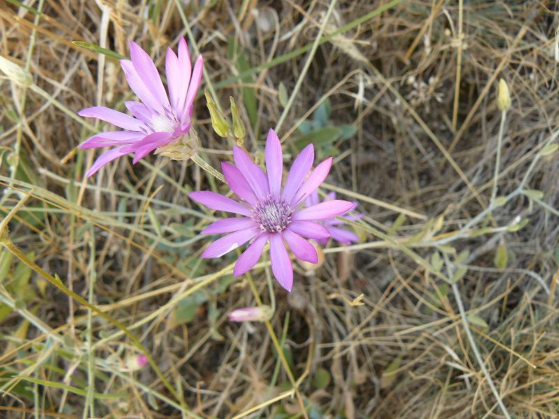 [ピンクの花.jpg]