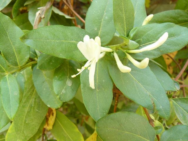 [ｽｲｶｽﾞﾗ1.jpg]