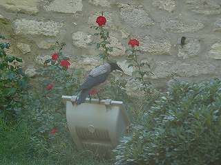 [ｺくﾏﾙｶﾞﾗｽ.jpg]