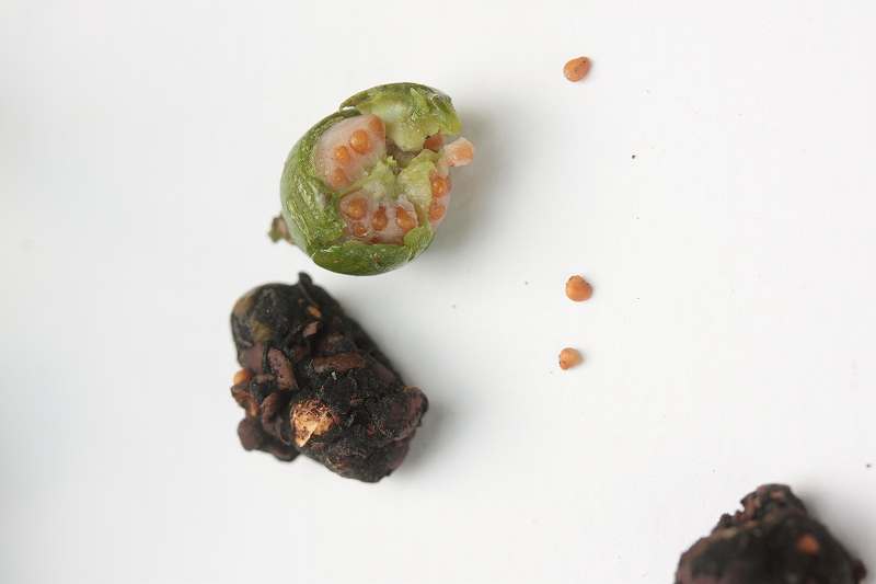 [キブシのタネ同定2.jpg]