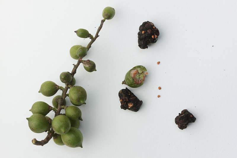 [キブシのタネ同定1.jpg]