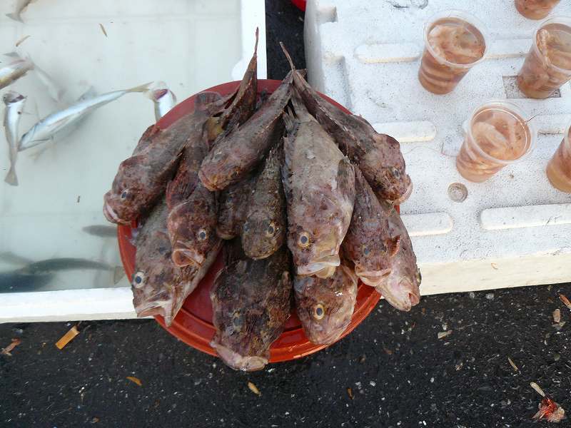 [焼いて食べたかった魚.jpg]