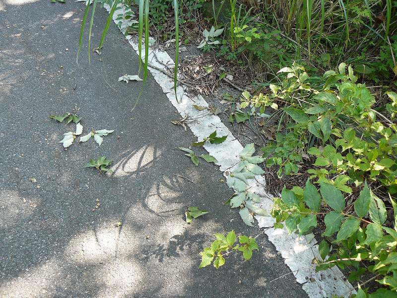 [ｺﾅﾗの実を落とした者.jpg]