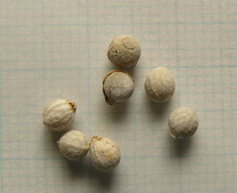 [20090905湯河原野生生物テン糞のもう一種のタネ.jpg]