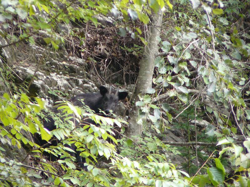 [ｶﾓｼｶ顔.jpg]