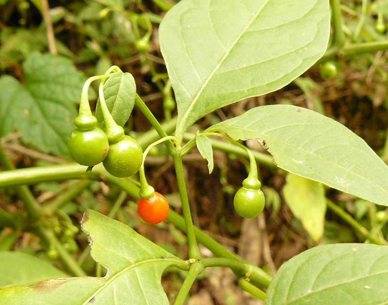 [ï¾ ï¾ ï¾ ï½¶ï¾ ï½³ï½½ï¾ ï½·.jpg]