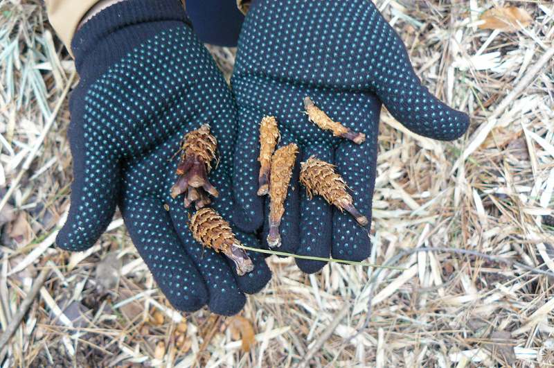 [ã‚¨ãƒ“ãƒ•ãƒ©ã‚¤ãƒ€.jpg]