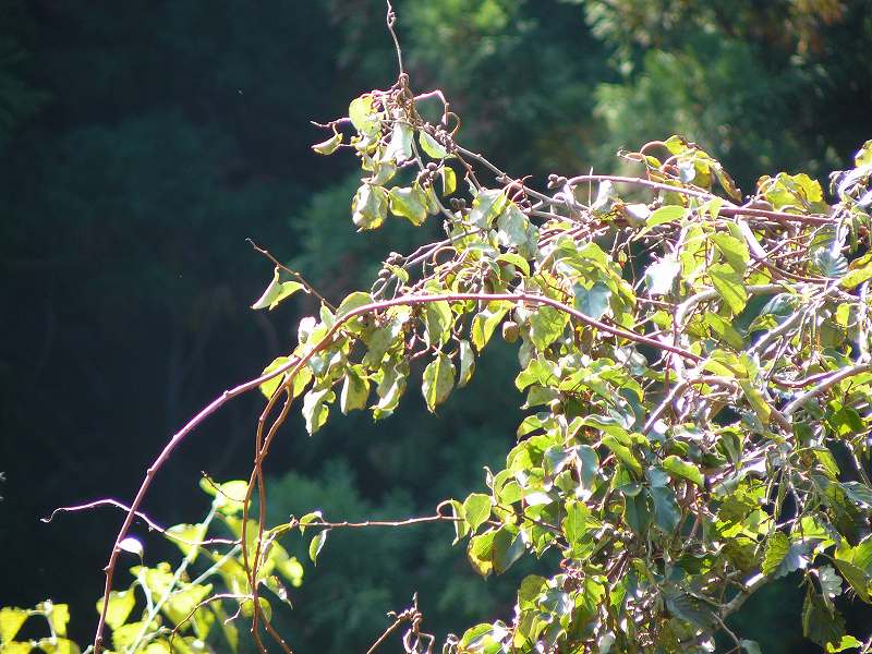 [ï½»ï¾ ï¾ ï½¼4.jpg]