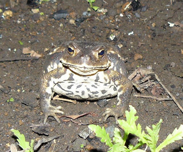 [ï½¶ï¾žï¾ ï½¶ï¾žï½´ï¾™æ­£é ¢.jpg]