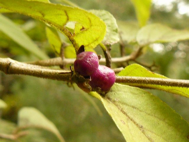 [ï¾ ï¾ ï½»ï½·ï½¼ï½·ï¾ ï¾ 1.jpg]