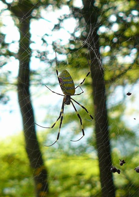 [ï½¼ï¾ ï½®ï¾ ï½³ï½¸ï¾ ï¾ 2+(2).jpg]