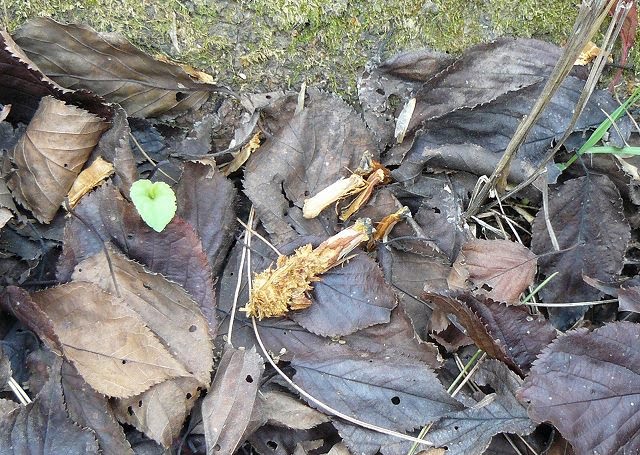 [ï¾ ï½½ã ®ï½´ï¾ ï¾ ï¾ ï¾ ï½²1.jpg]