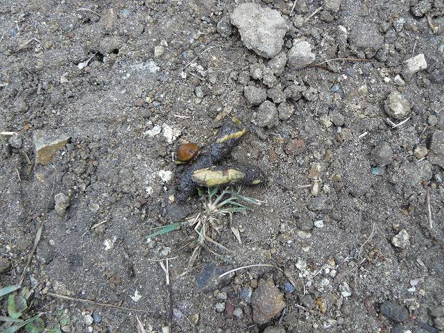 [ã‚«ãƒ¤ã ®ç¨®å­ .jpg]