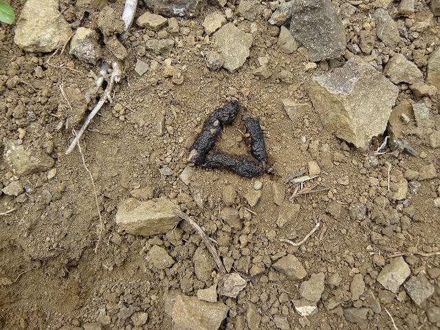 [ãƒ†ãƒ³ç³ž1.jpg]