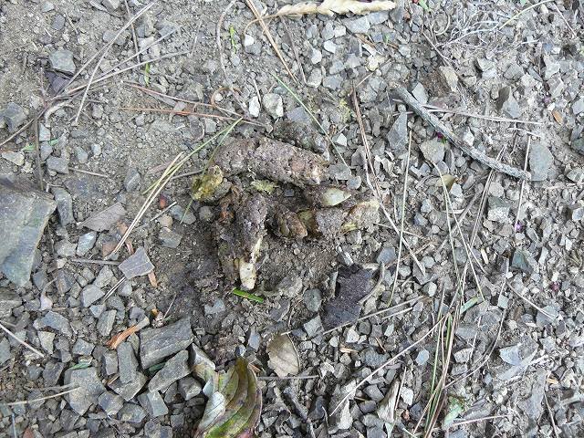 [ãƒ†ãƒ³ç³ž4.jpg]