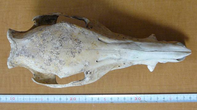 [ä¸ é ¢ã  ã  .jpg]