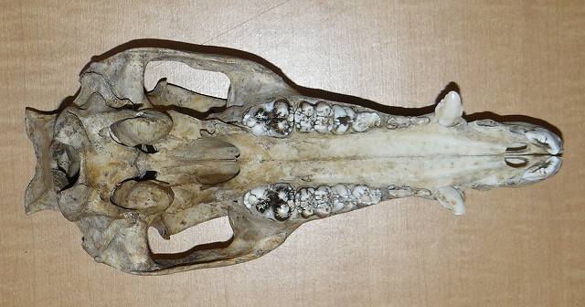 [åº é ¢ã  ã  .jpg]