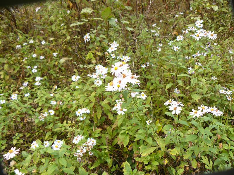 [ï½¼ï¾ ï¾ ï¾ ï¾ 1.jpg]