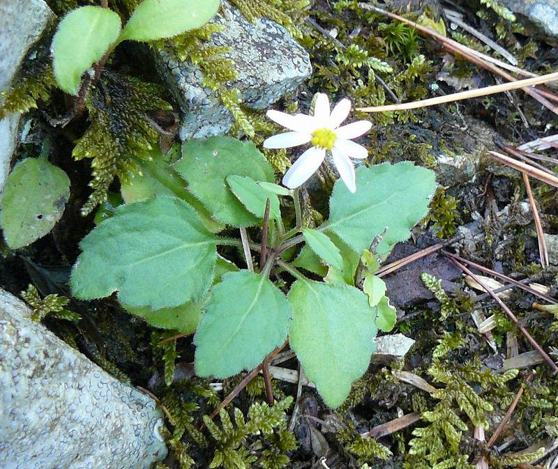 [ã‚·ã‚ªãƒ³å±ž.jpg]