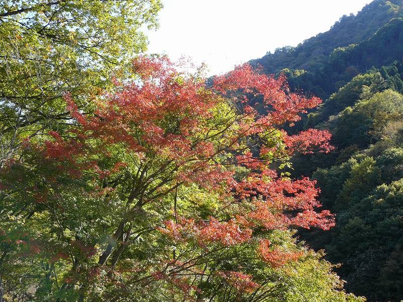 [ç´…è‘‰2.jpg]