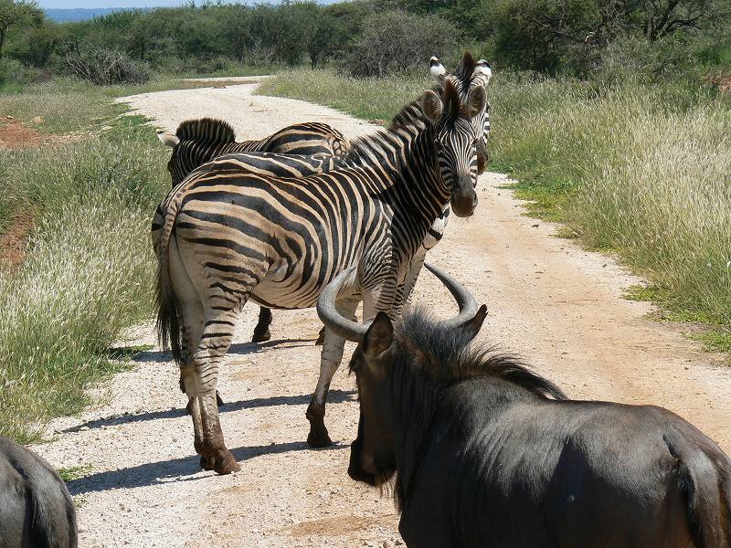 [ヌーシマウウマ６「.jpg]