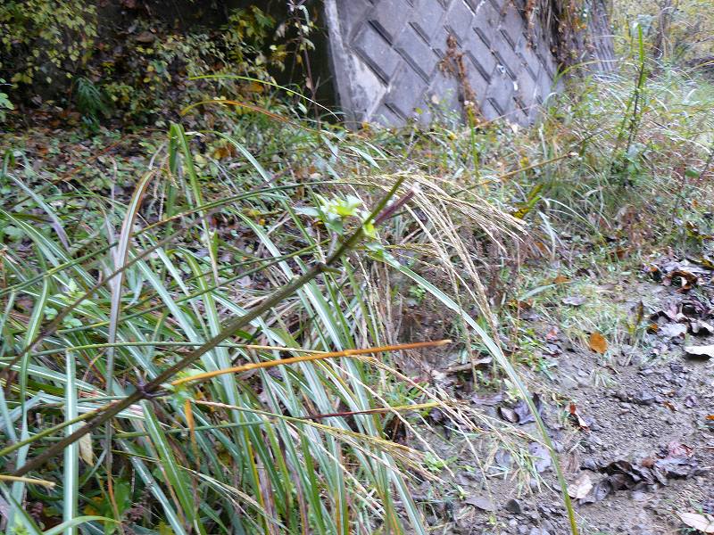 [ｼｶ食痕ｱﾒｾﾝ.jpg]