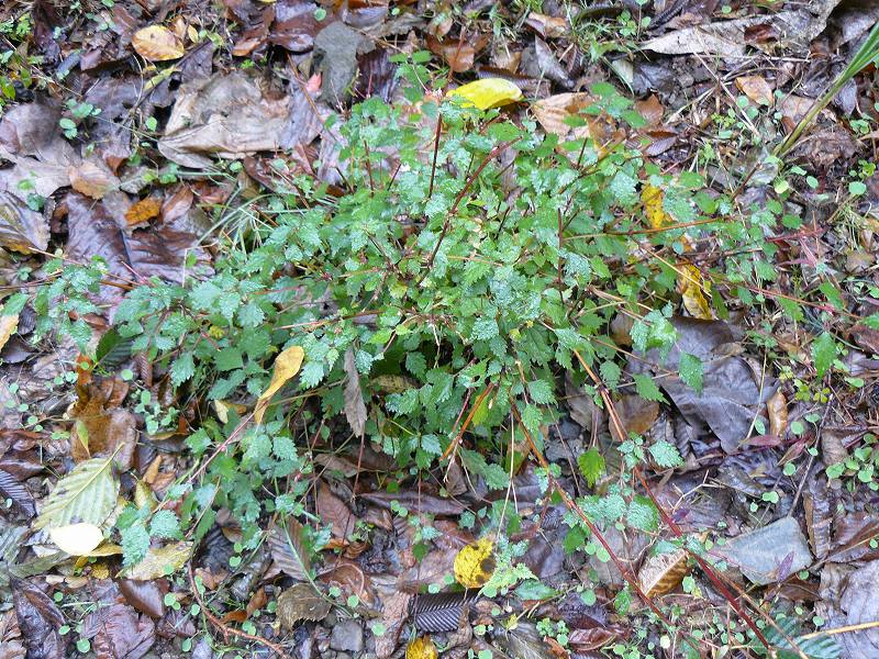 [ｼｶ食痕ｺｱｶｿ.jpg]