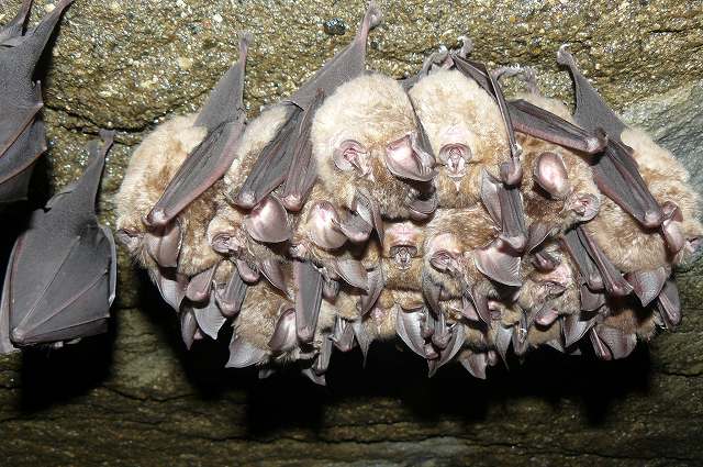 [ｺｳﾓﾘ４.jpg]