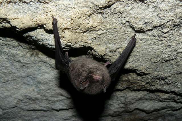 [ﾋﾅｺｳﾓﾘ3.jpg]