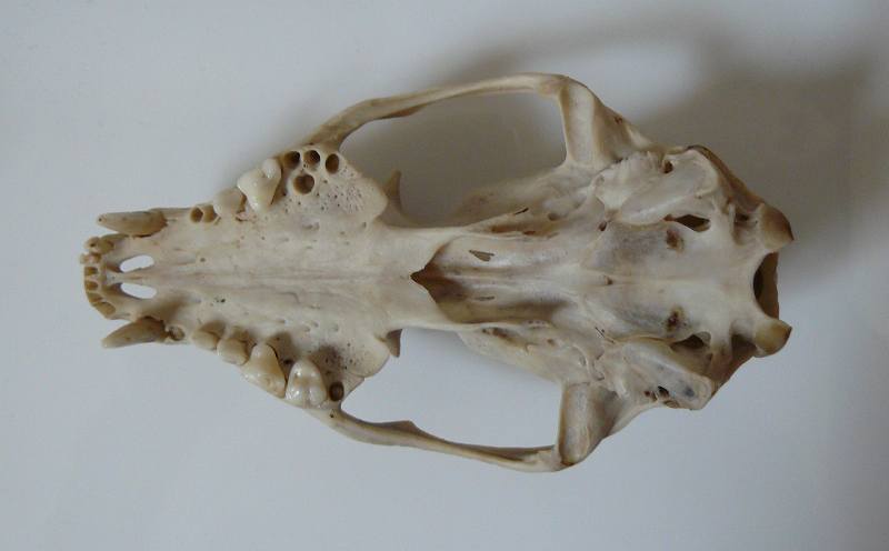 故有事: ハクビシンの頭骨Skull of Paguma larvata