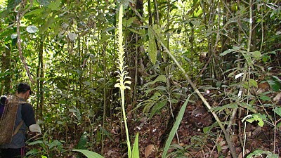 Neuwiedia veratrifolia