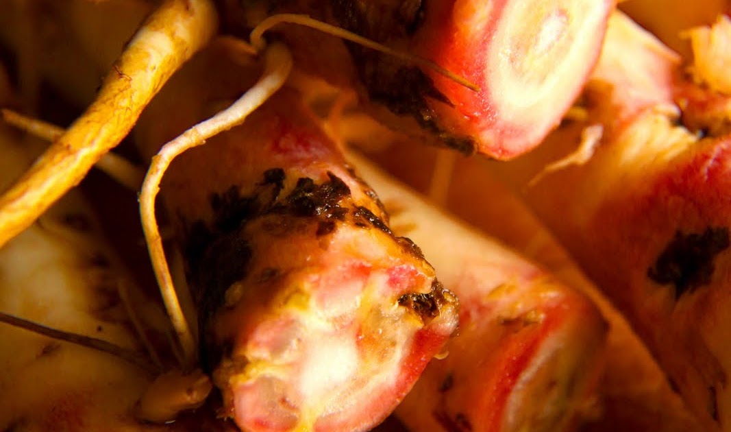 Wild About Evening Primrose Root (Evening Primrose Root Gratin and Mock Horseradish)