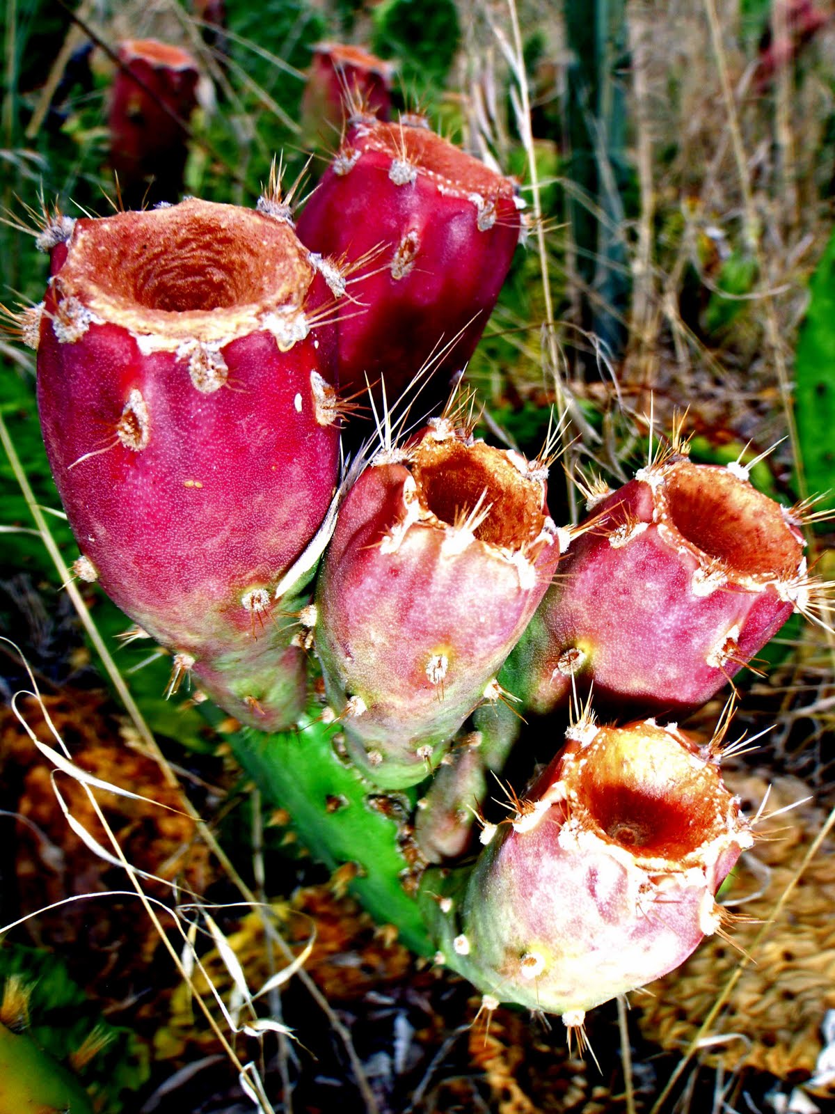 wild about prickly pear fruit spicy tuna rolls tuna wild about prickly pear fruit spicy tuna rolls tuna