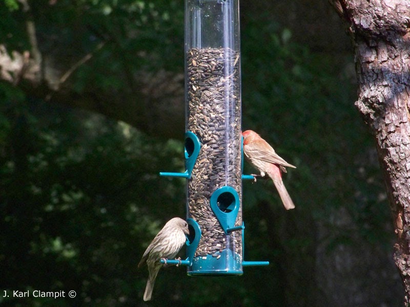 Arkansas Birding Finches, Finches, Finches!