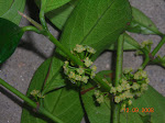 Family: Rhizophoraceae