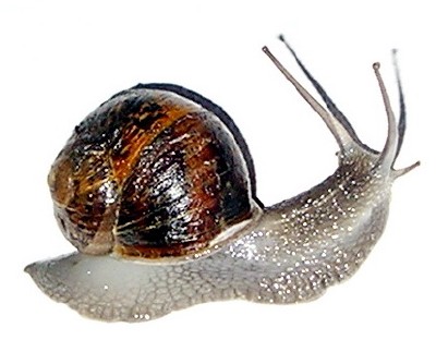 snail.jpg