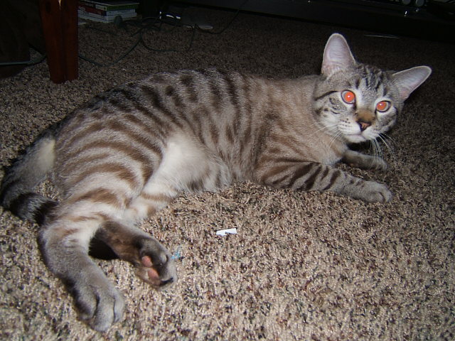 Milo- Our third curious kitty