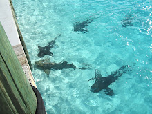 Nap Time for Nurse Sharks