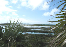 Shroud Cay Mangrove Swamps