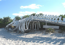 Sperm Whale Skeleton