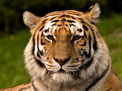 Els Tigres