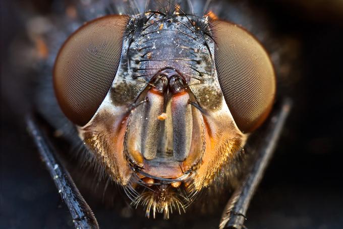 Insectos Sorprendentes Fotos de Insectos Sorprendentes