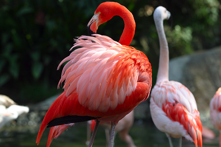 Fotos de Flamencos - The Flamingos Fotos de Flamencos - The Flamingos