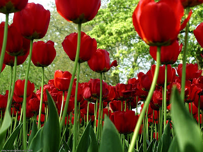 DIGALERI.com: 10 Wallpaper Bunga Cantik - Gambar Bunga - Foto Bunga gambar bunga, foto bunga, wallpaper bunga