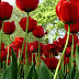 10 Wallpaper Bunga Cantik, Gambar Bunga, Foto Bunga thumbnail