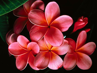 DIGALERI.com: 10 Wallpaper Bunga Cantik - Gambar Bunga - Foto Bunga gambar bunga, foto bunga, wallpaper bunga
