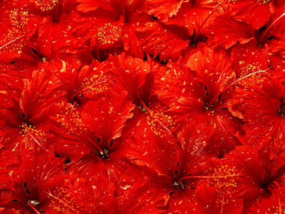 DIGALERI.com: 10 Wallpaper Bunga Cantik - Gambar Bunga - Foto Bunga gambar bunga, foto bunga, wallpaper bunga