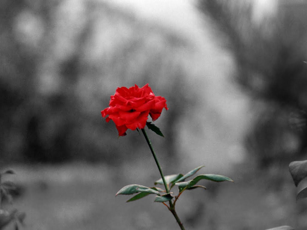 Rosas con brillo flores para relagar hermosas animadas - Descargar Imagenes De Flores Rojas