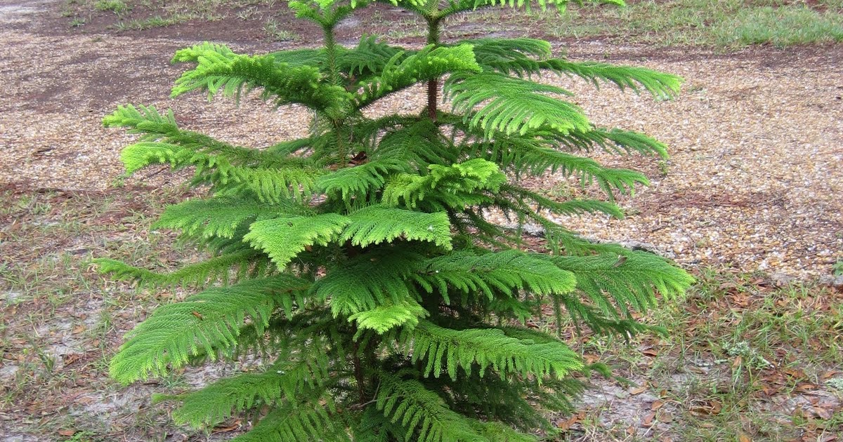 haphazard musings and creations the pine trees of southwest florida.