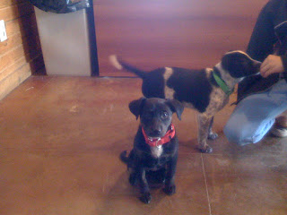Puppies! Puppies!
